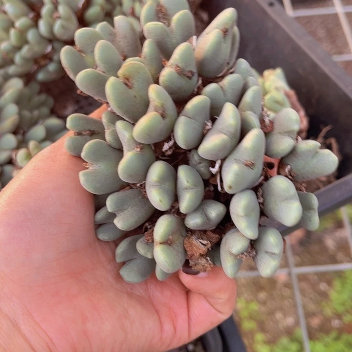 一颗少将8888888888888