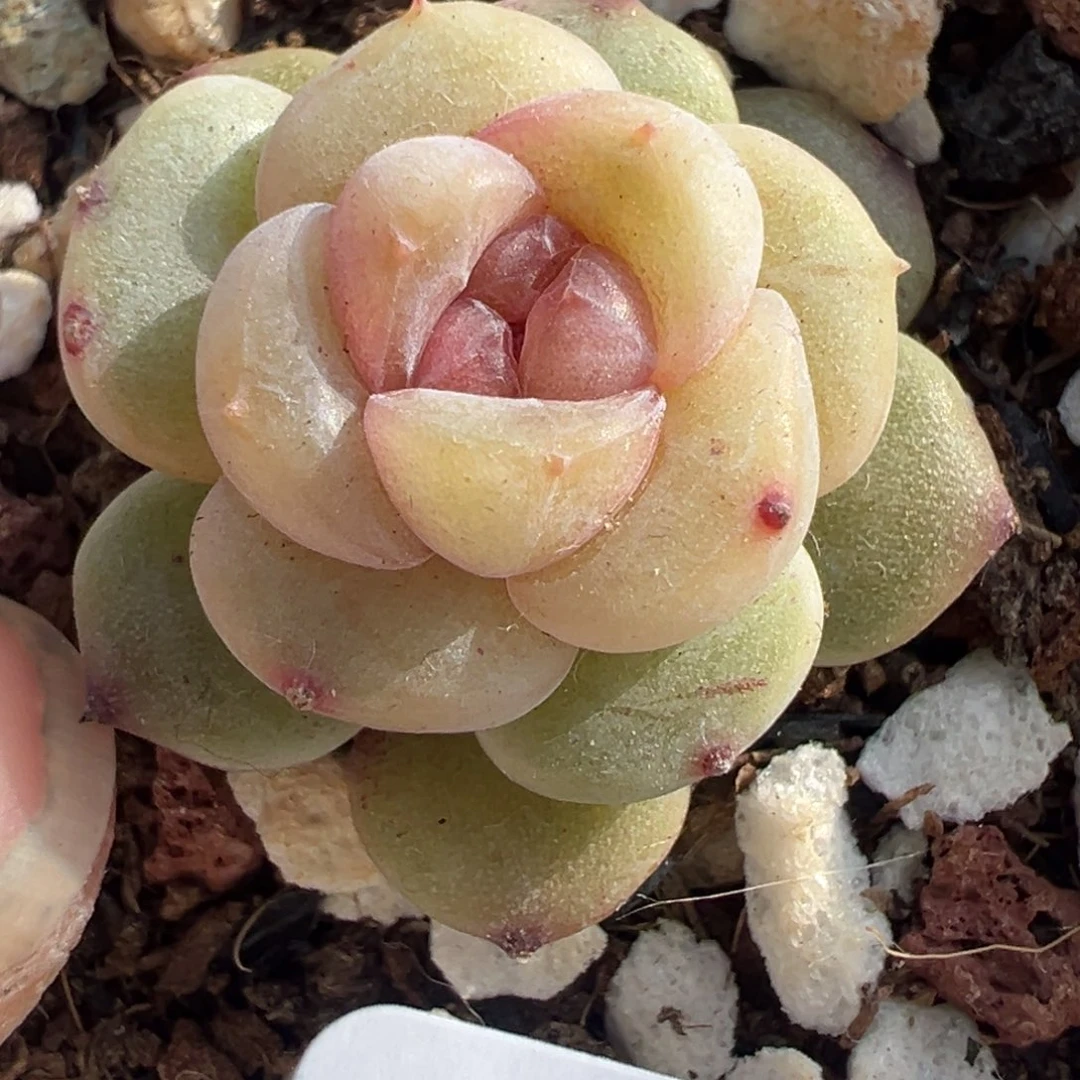 小卡拉米糖心一物一拍8-126