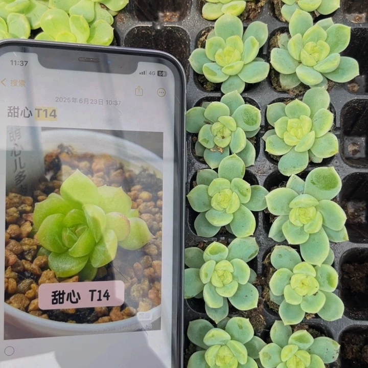 甜心t14，满9.9元包邮