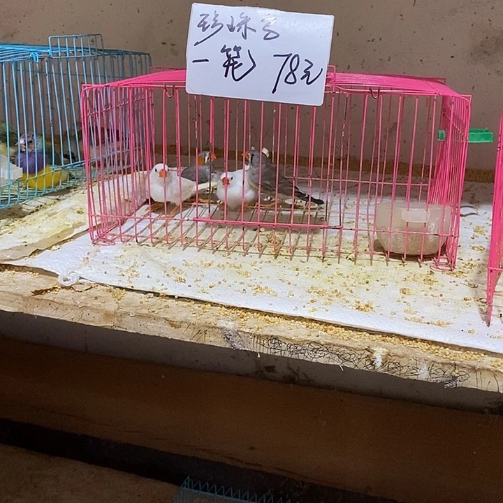珍珠鸟回**爱白加灰珍珠，包活到家