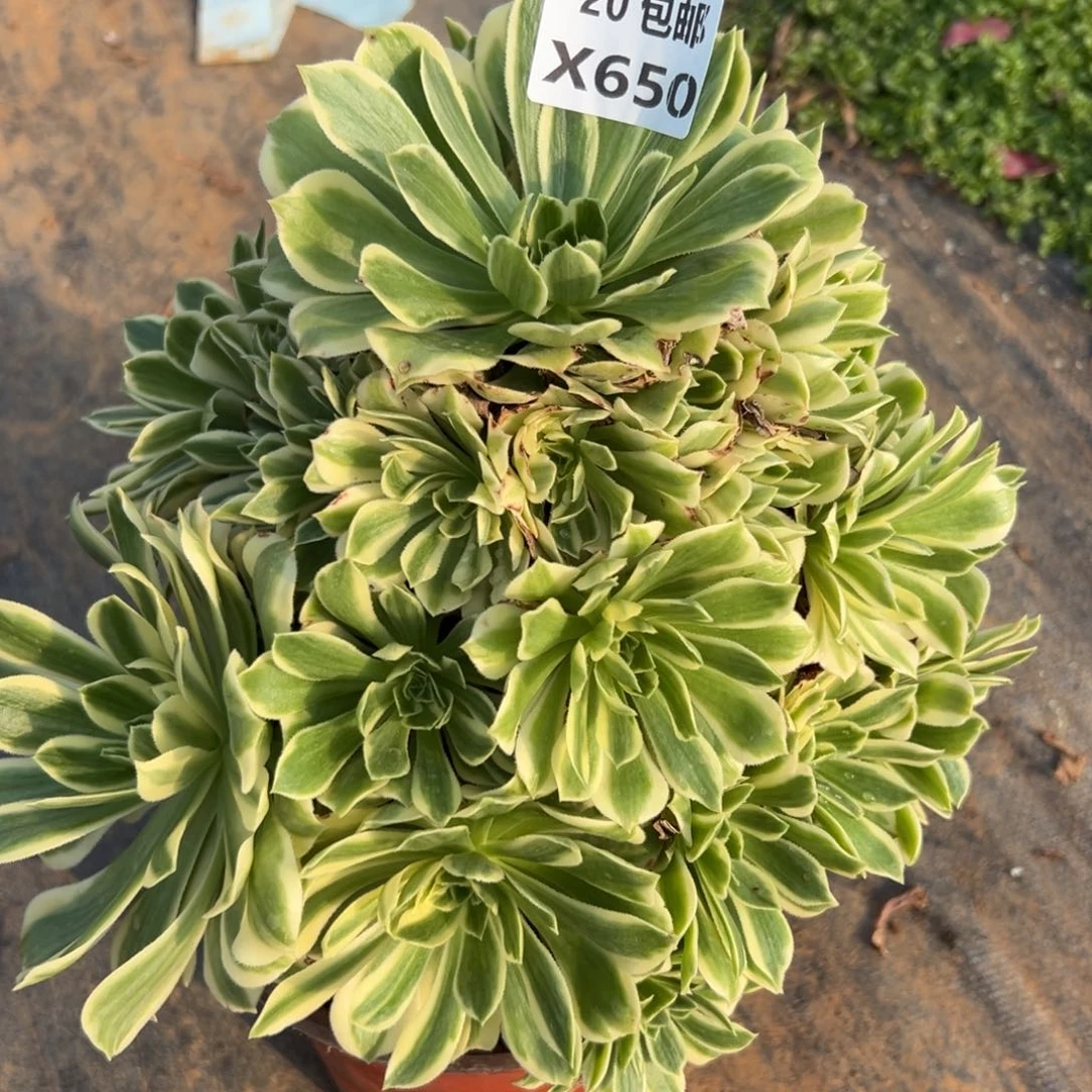 650艳凝，满20包邮