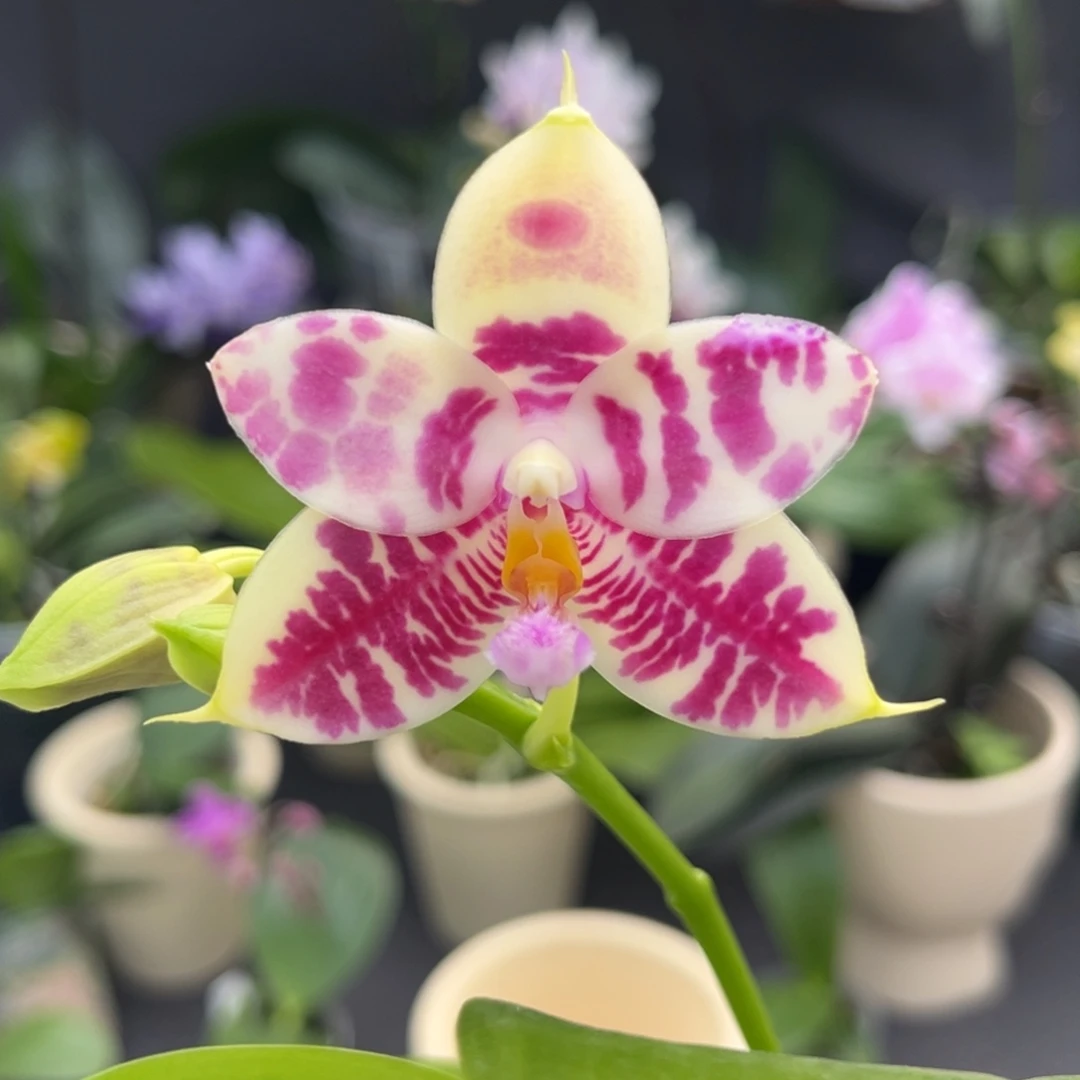 完全开放2.5寸710开花株