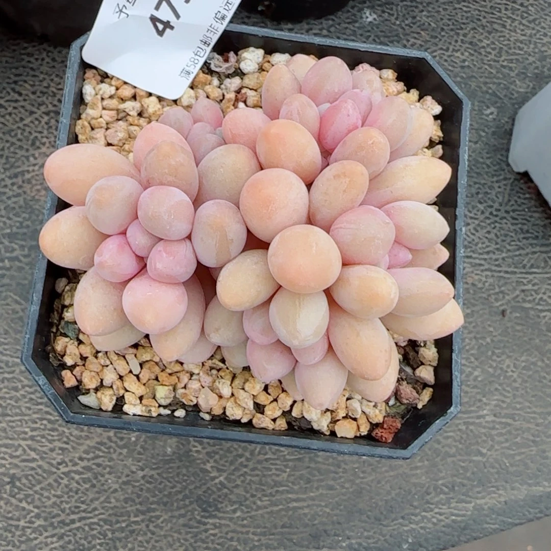 汤圆无砍，4736多肉