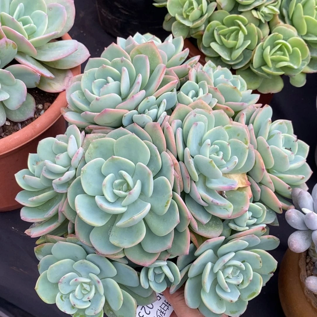 两单包邮1105-23白月光