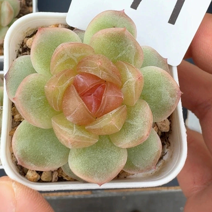 追月            多肉植物
