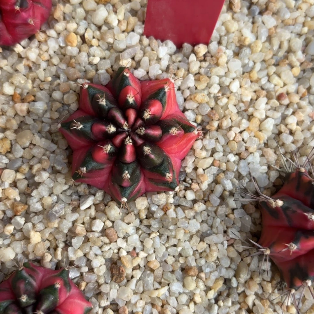 202-1210福利价泰国发货多肉