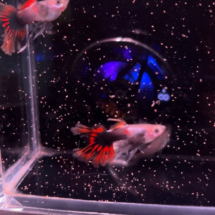 海水鱼高级红燕尾2对