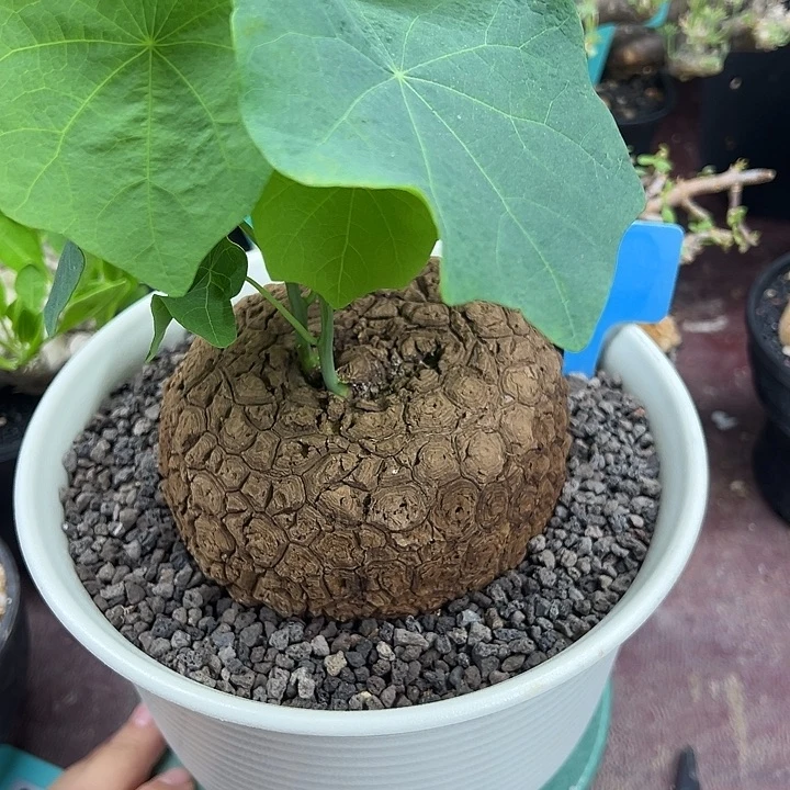 龙甲龟产地多肉植物