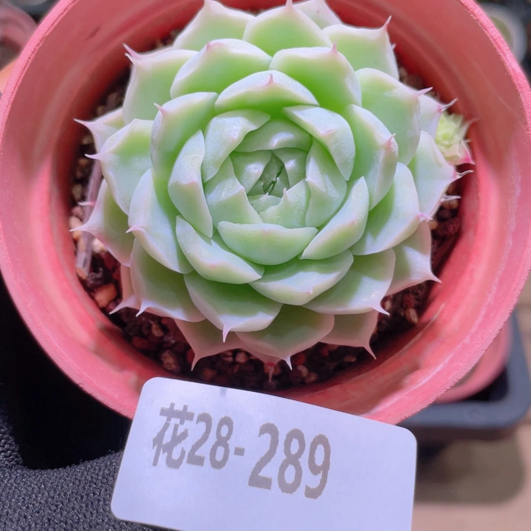 花利美28-289女王