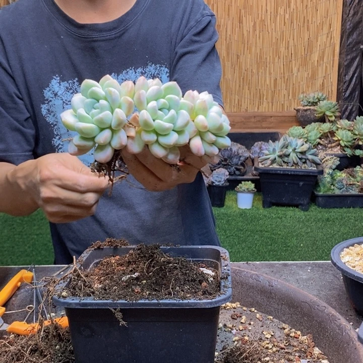 猪***婆367号奶糖多肉植物