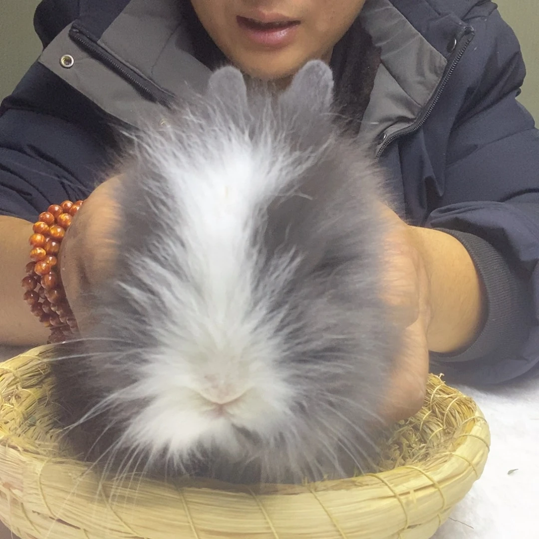 猫猫兔可爱黑白猫猫