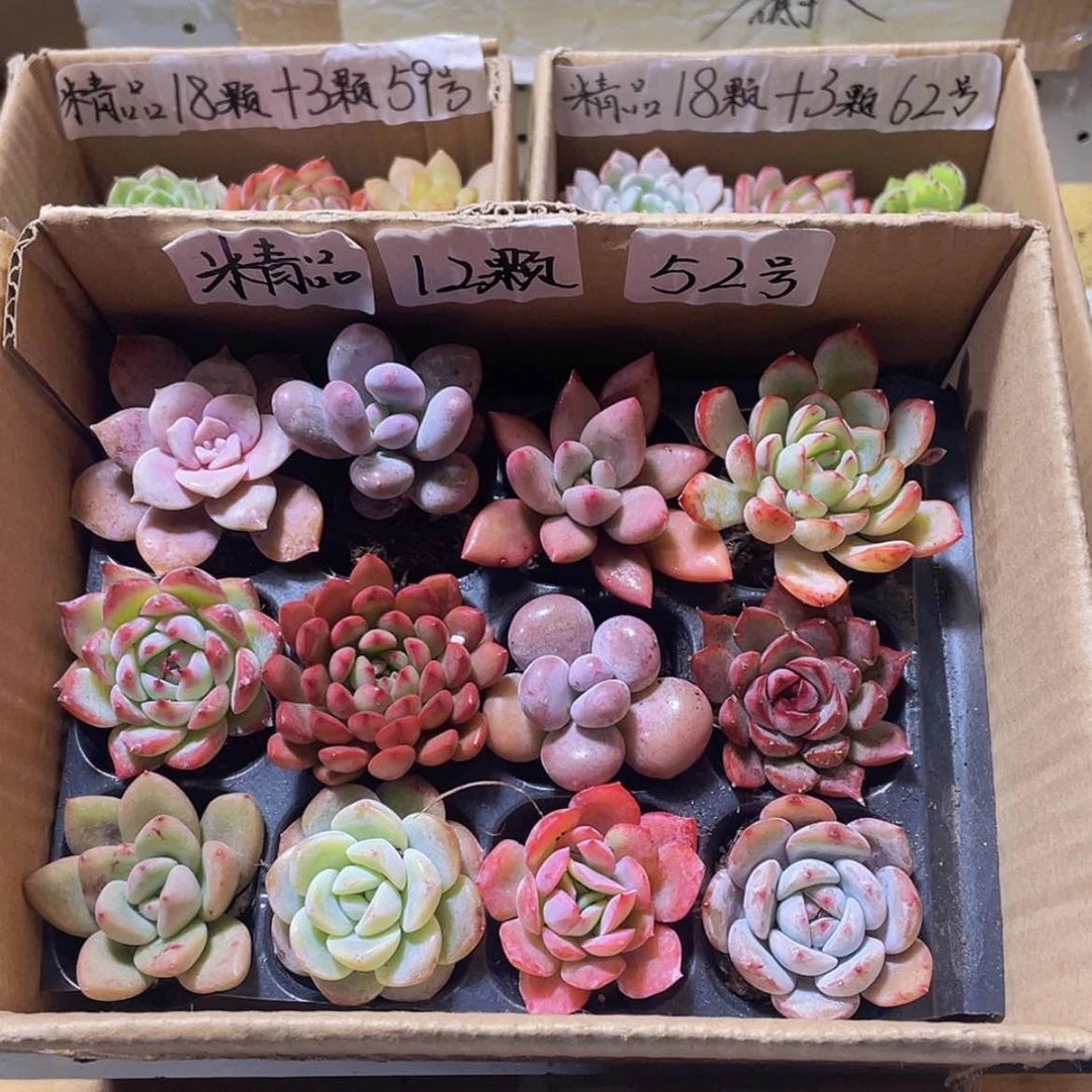 【闪购商品】【量拍】12颗-52号约3-5厘米