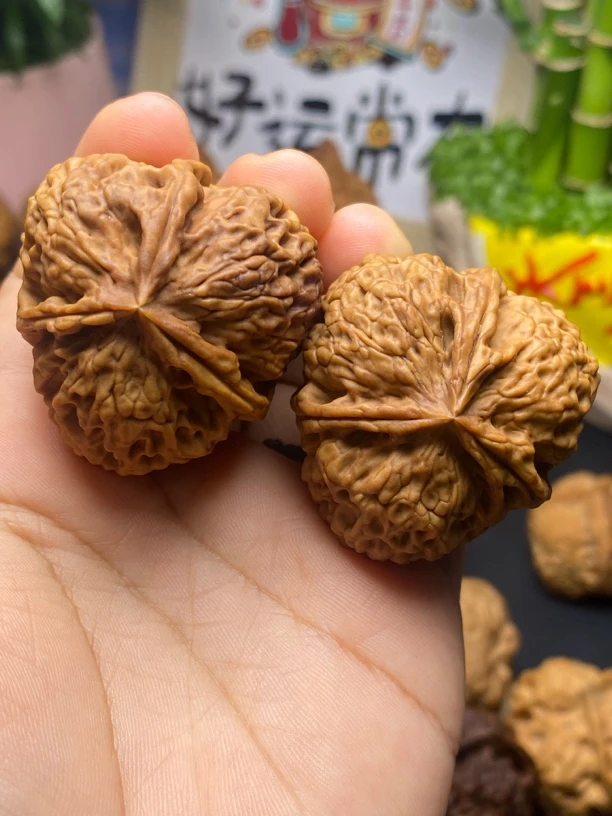 精品铁核桃。红珊瑚狮子头