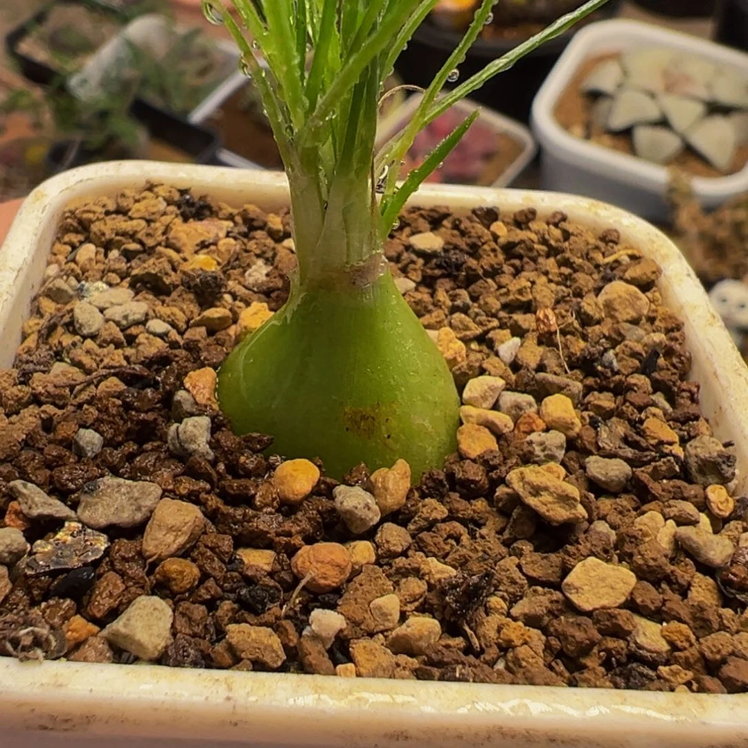 125多肉植物种类多样