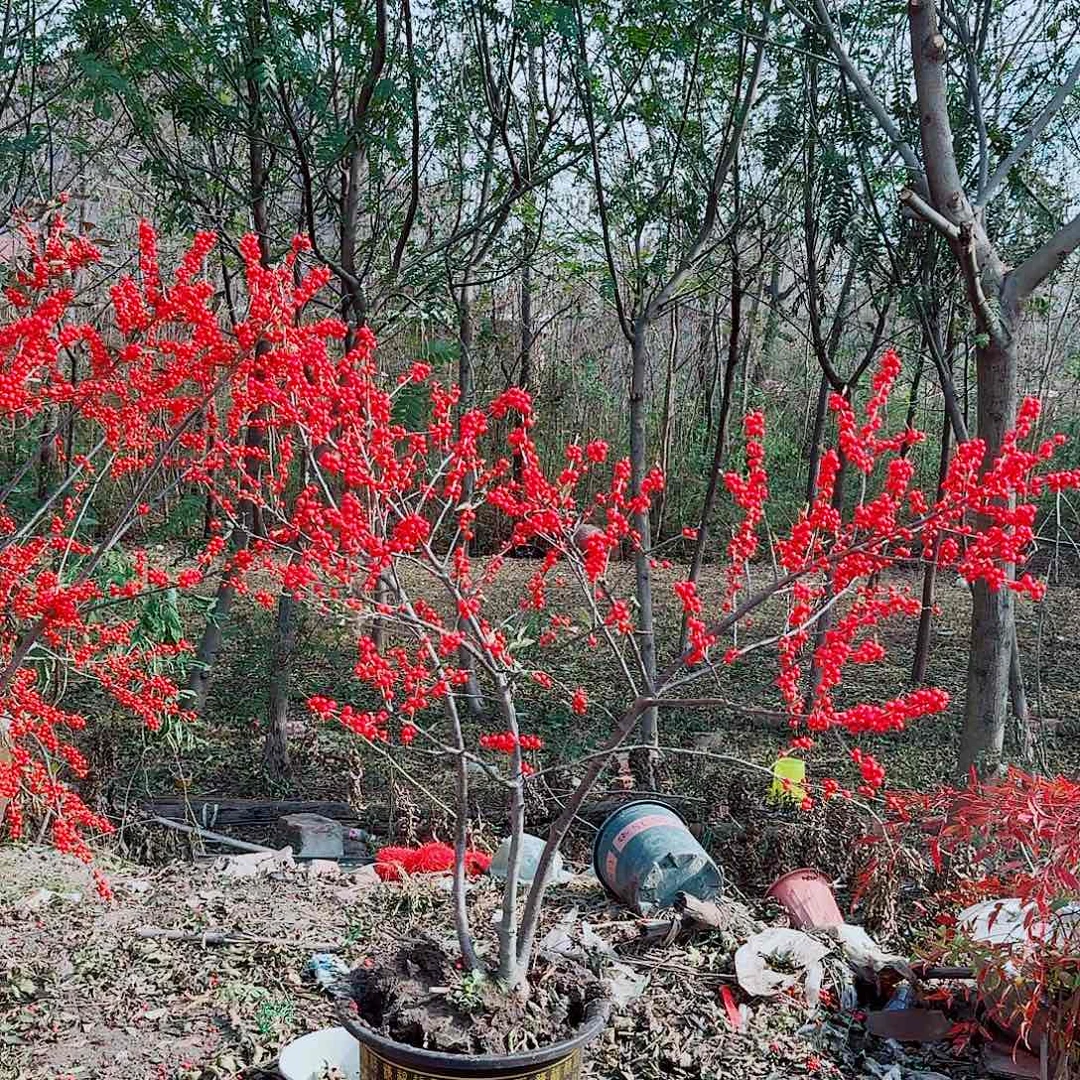用***2无花朵北美冬青耐寒植物