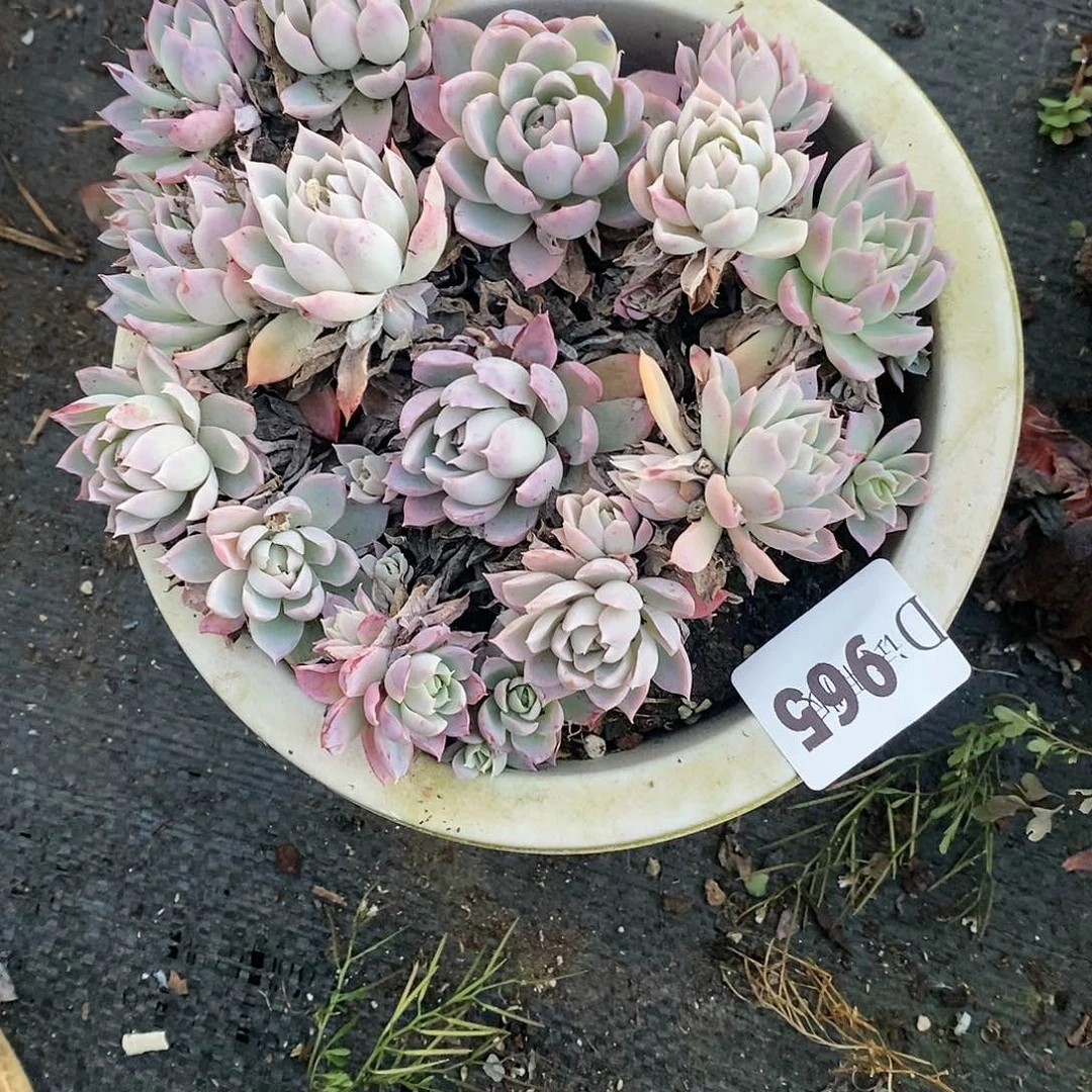 关*965紫罗兰女王多肉植物