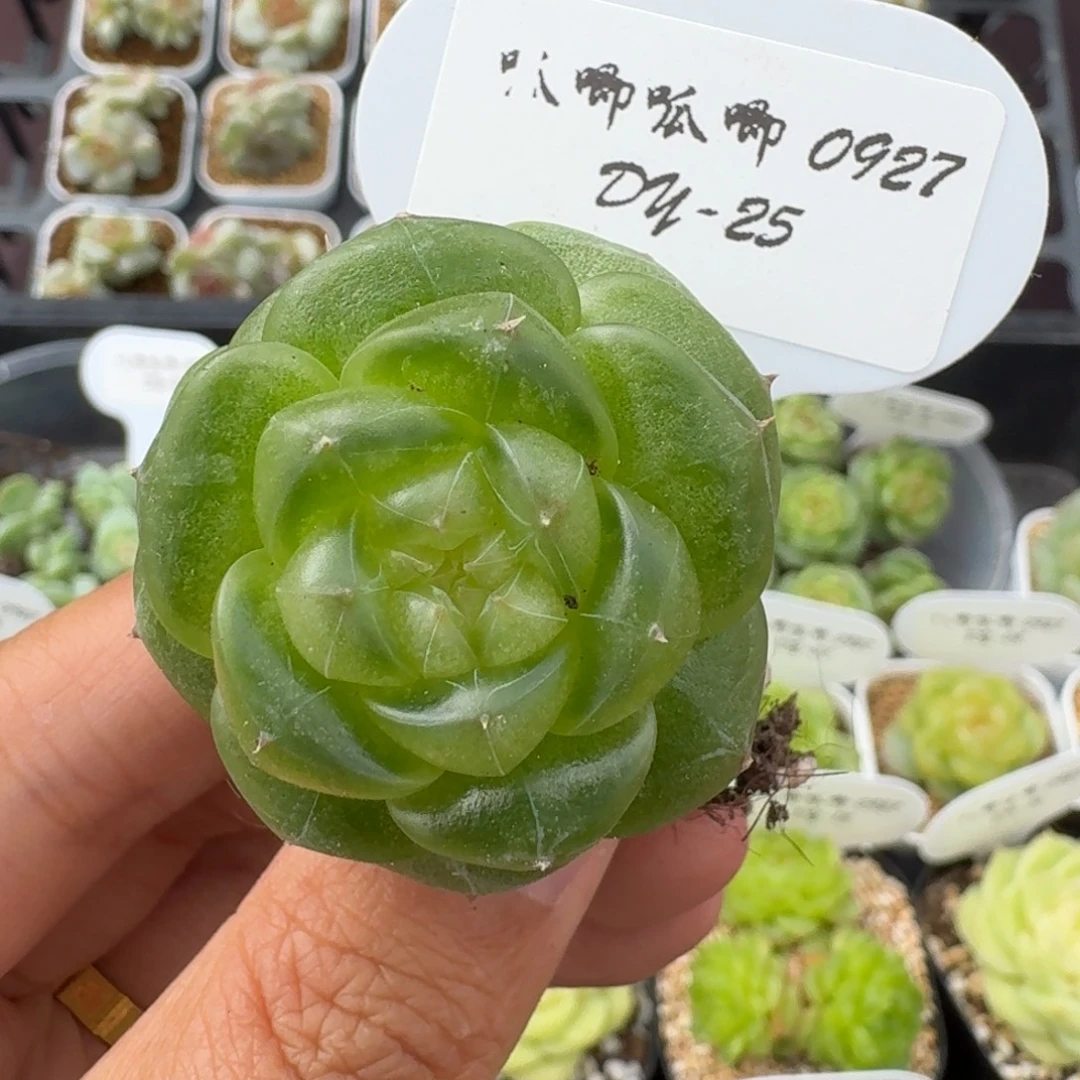0927-025-无双珍妮