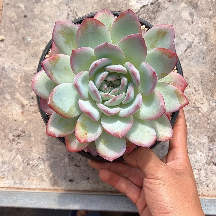 【闪购商品】血燕单头