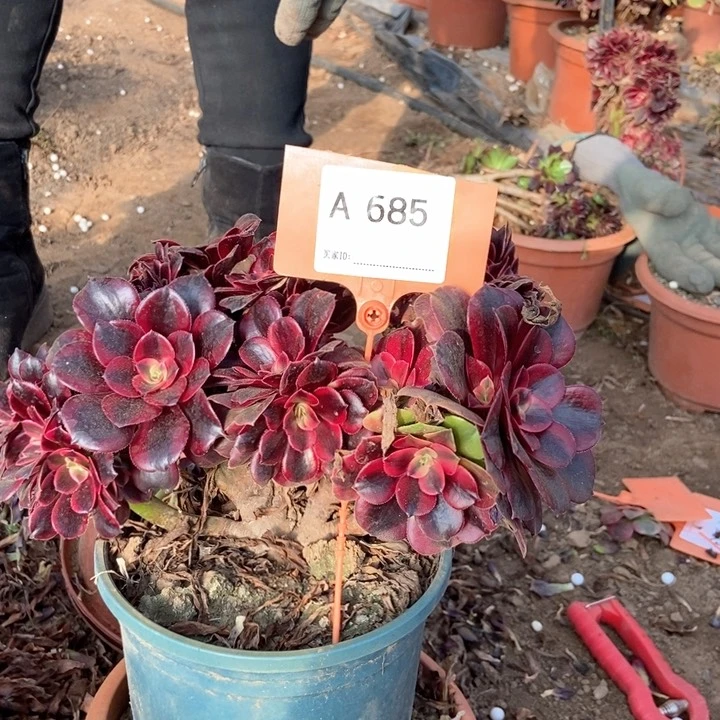 东**莉685美杜莎缀化缀化