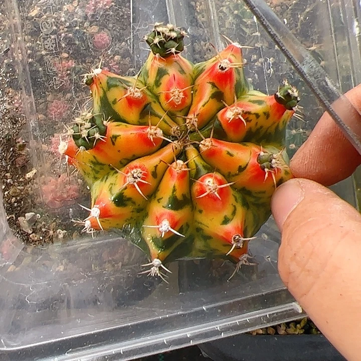 向***葵当前无花栽培后可以开花