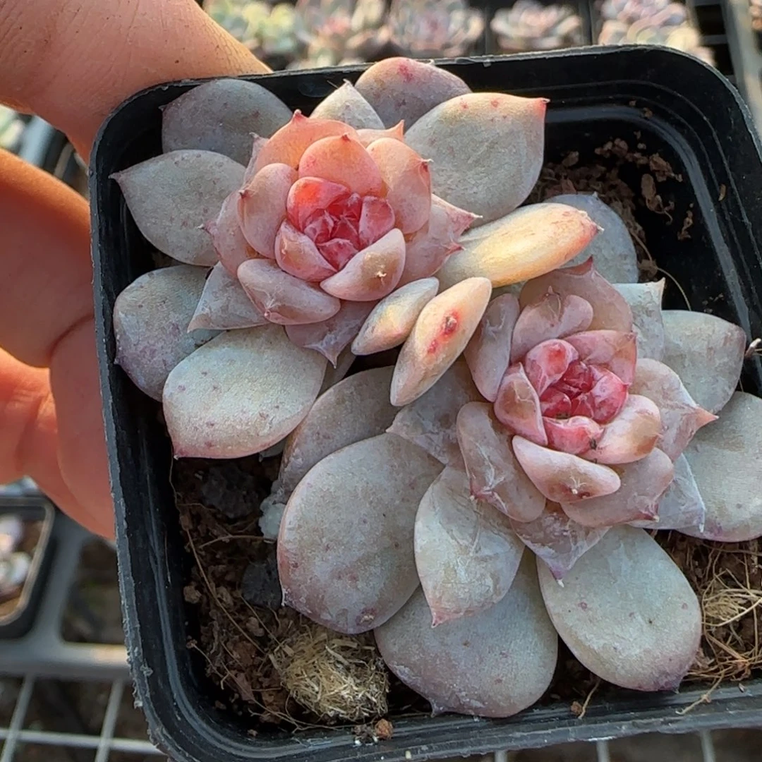 小卡拉米糖心一物一拍