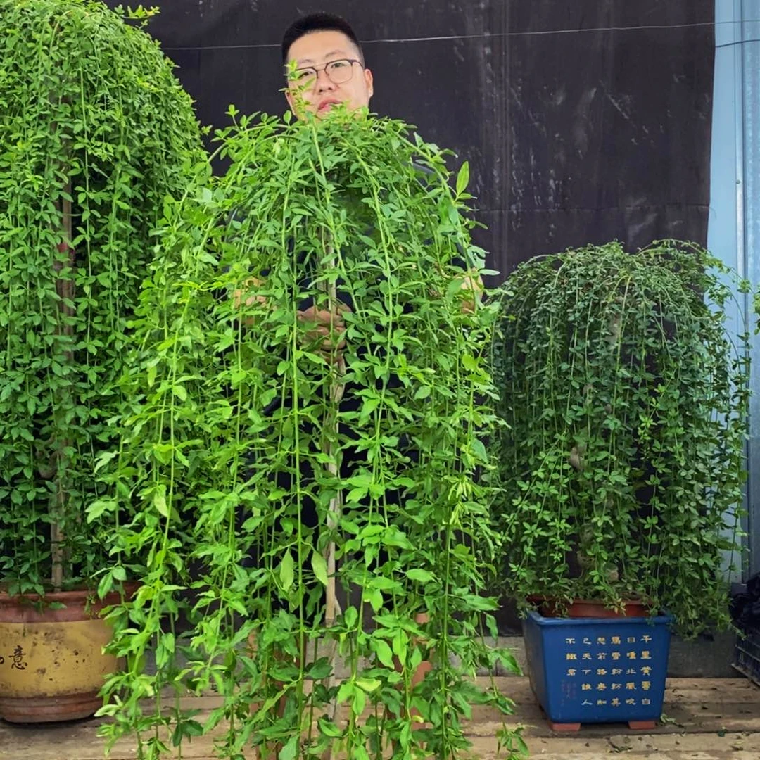 探春花，一物一拍，