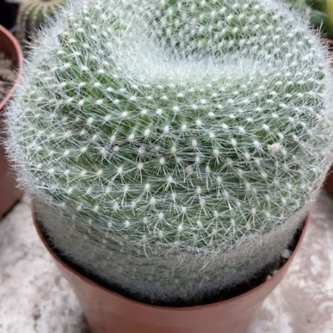 白雪光仙人球20米仙人球