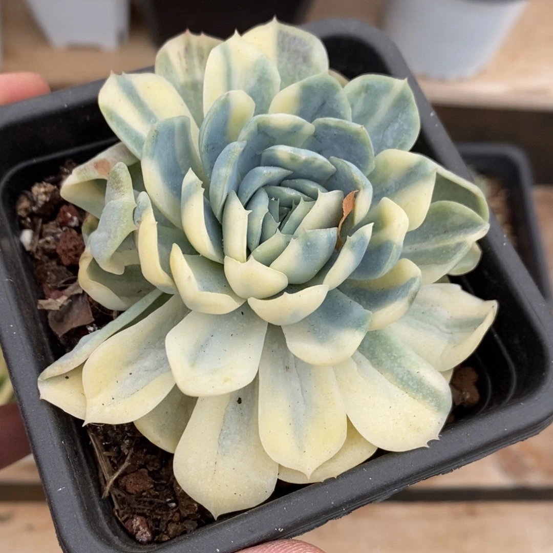 贝瑞锦多肉植物8523