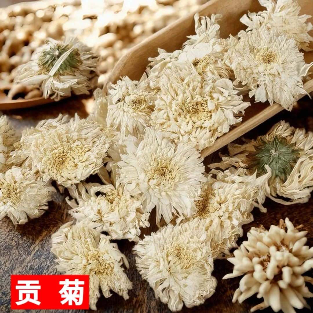 【贡菊茶】黄山贡菊白花茶