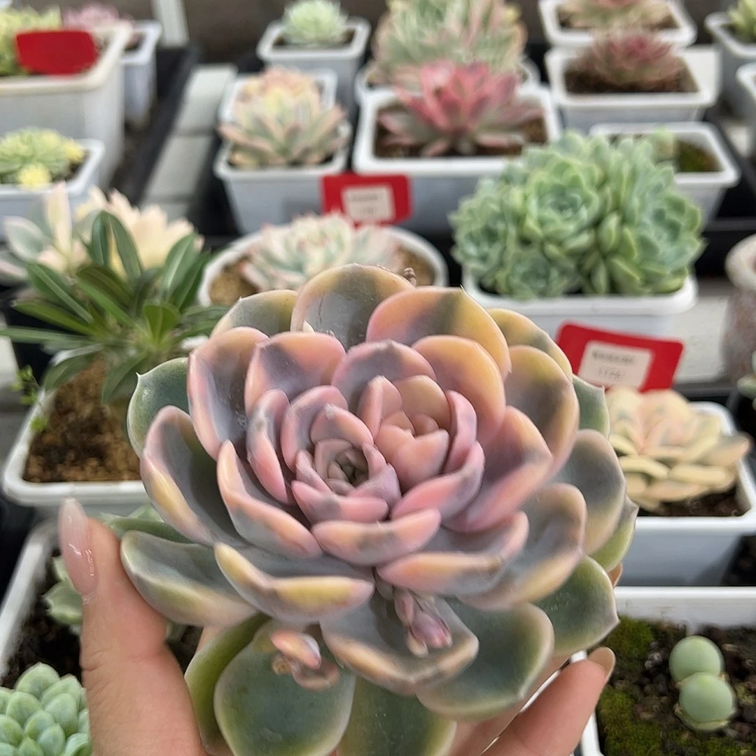 不开花植物双心汉堡锦多肉植物