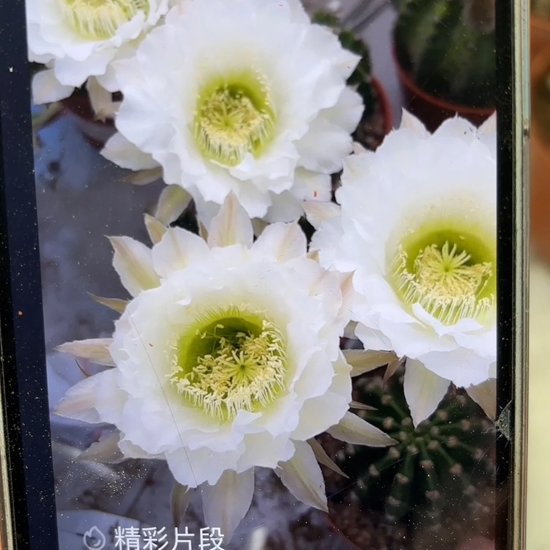 彩草209号6.5公分