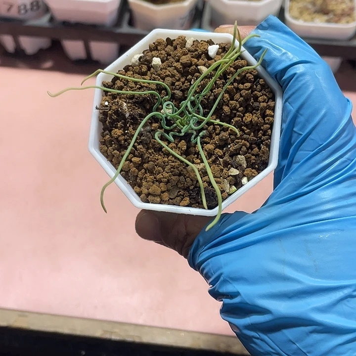 菜***菜857方便面弹簧草块根