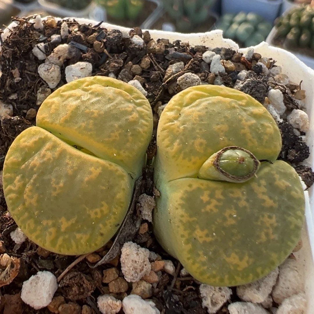 113多肉植物百科植物
