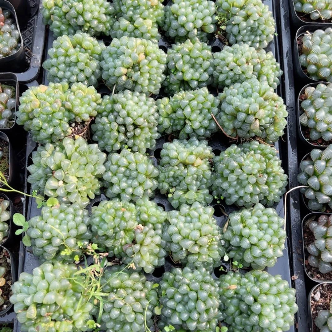 孙氏玉露多肉植物一颗