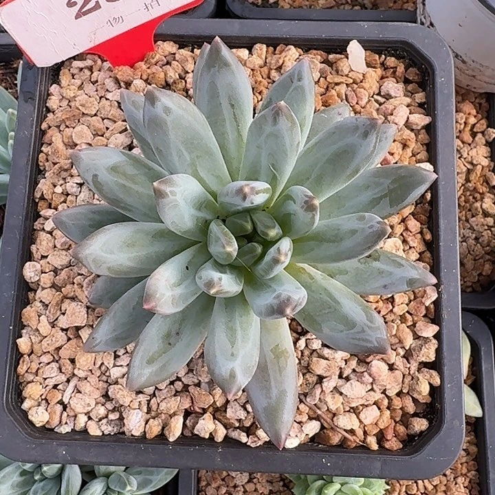 维斯特曼288多肉植物