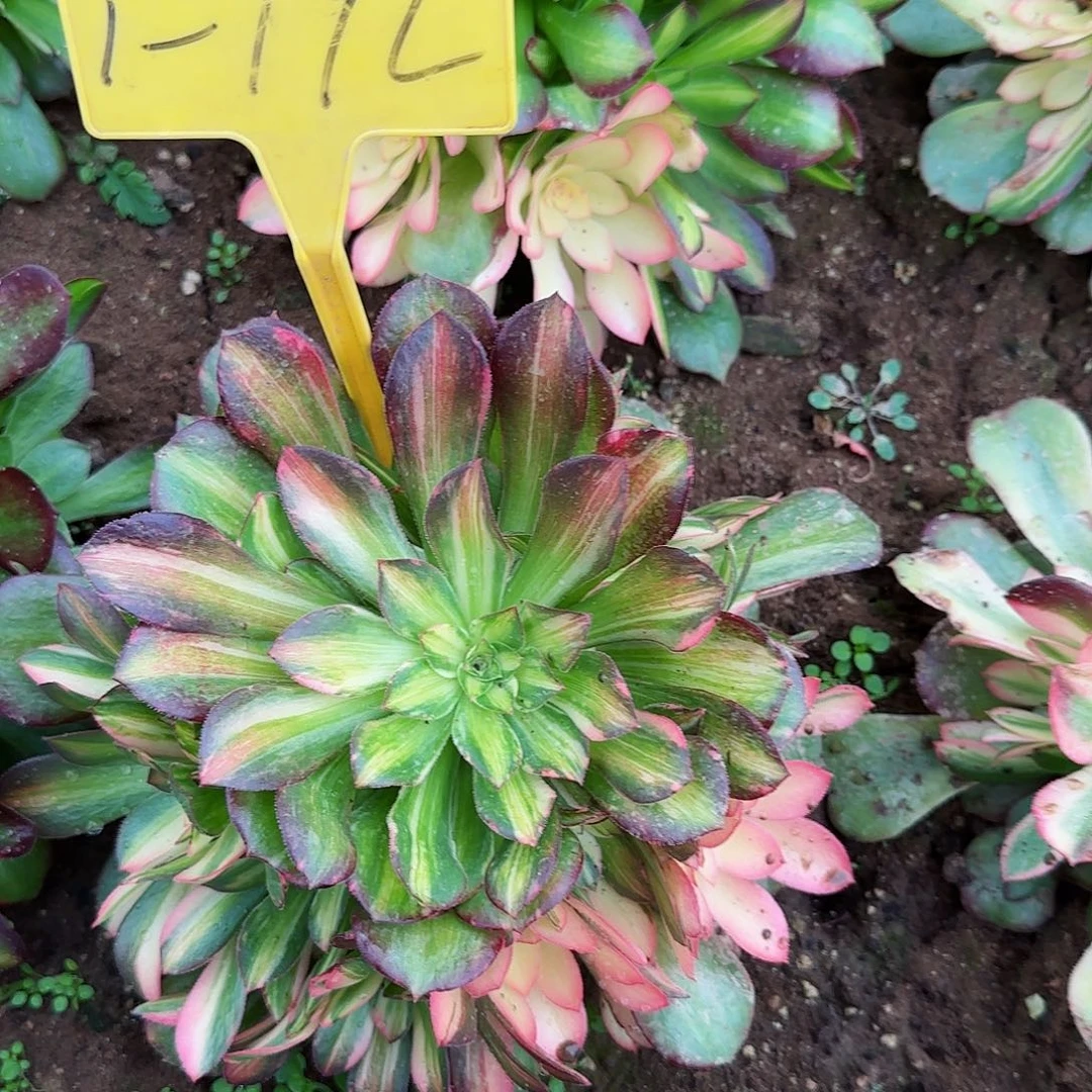 七***花1-192--+多头多肉植物