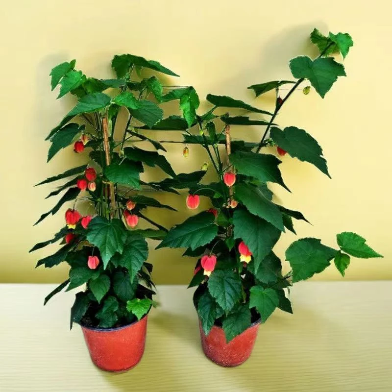 灯笼花 40到50厘米高左右