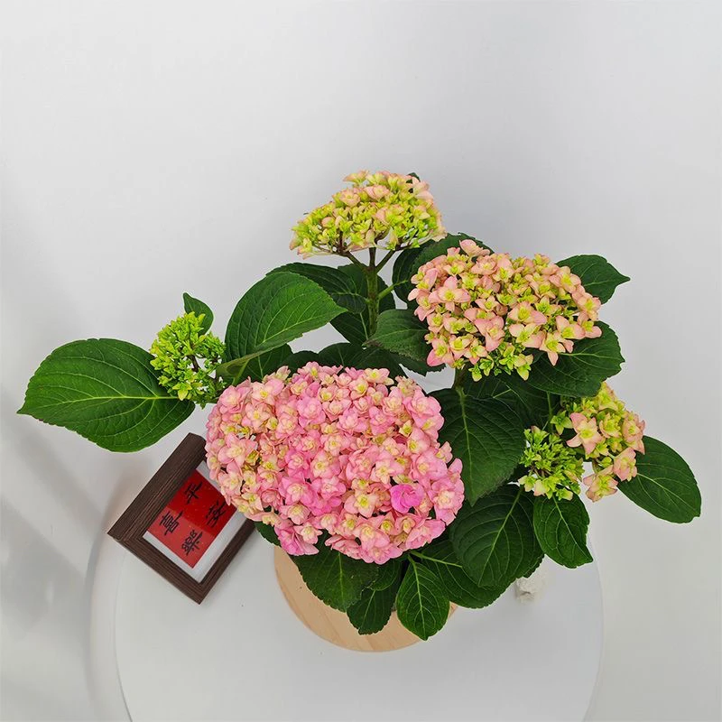 【百花香精选】太阳神殿绣球露天阳台绿植盆栽八仙花