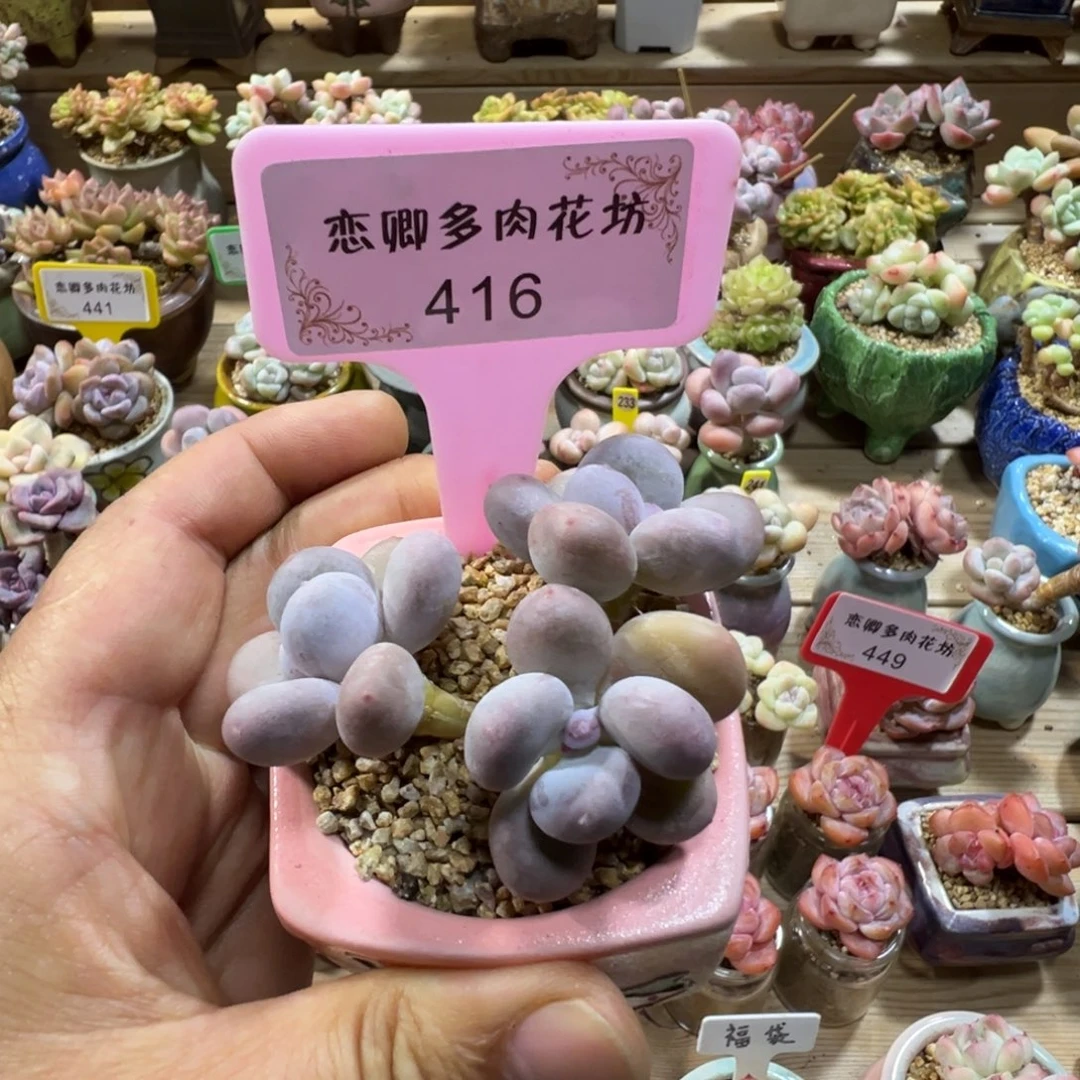 416号彩虹奶老桩3头