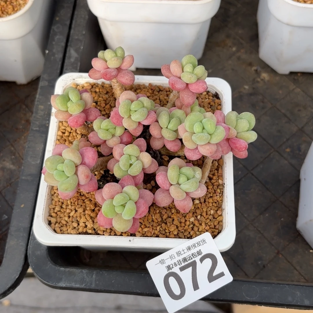 韩系鱼子酱老桩无盆土发货