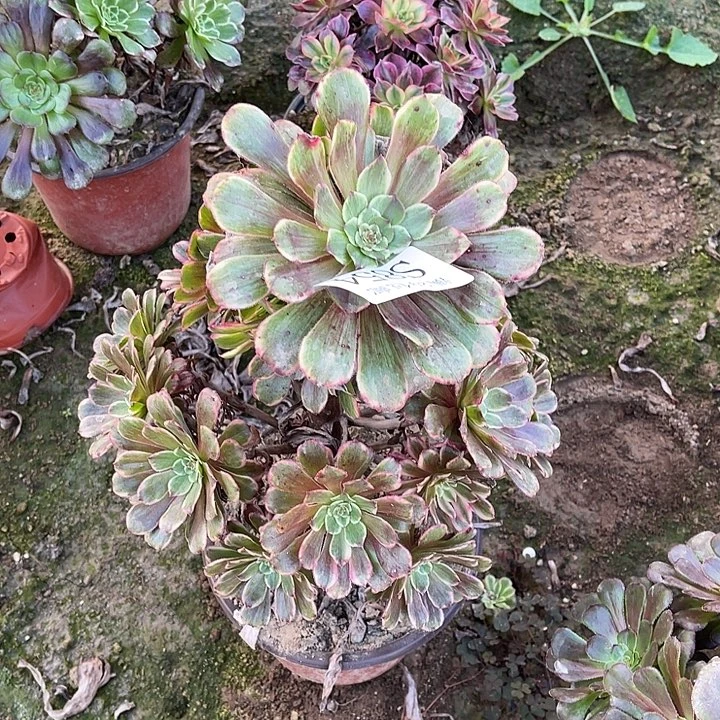 854水墨画多肉植物
