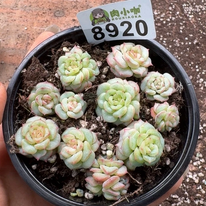 多肉植物多肉植物