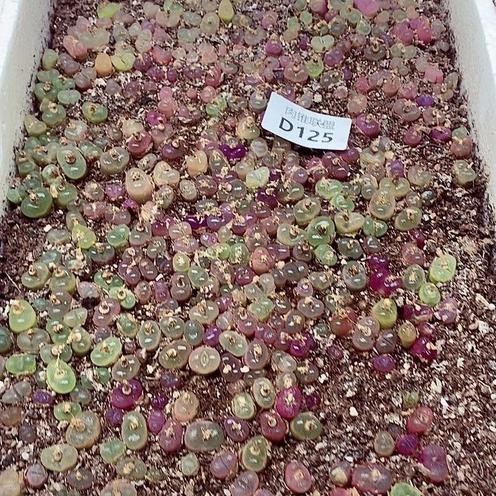 I****么125呃呃呃呃呃呃呃呃呃呃呃呃