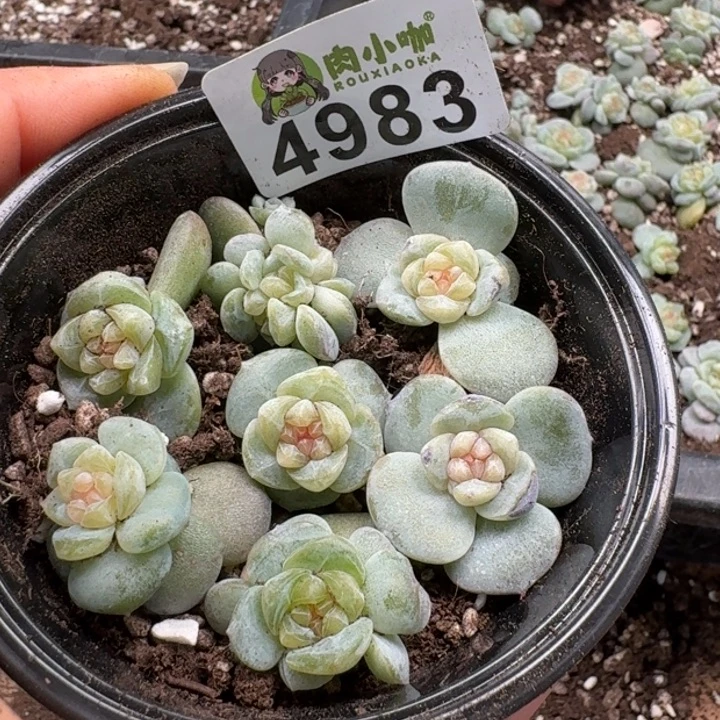 多肉植物多肉植物