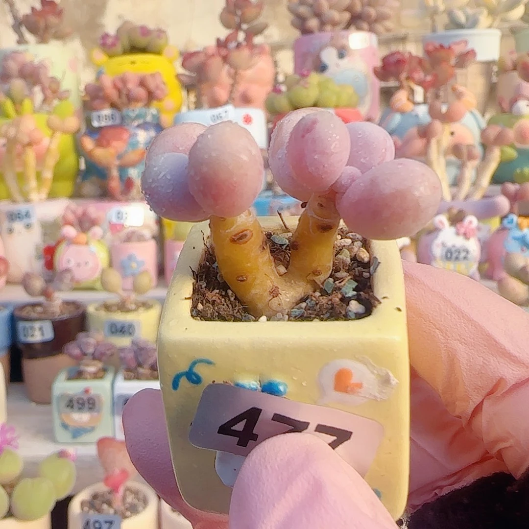 L 双头蛋黄奶 盆口2.5cm