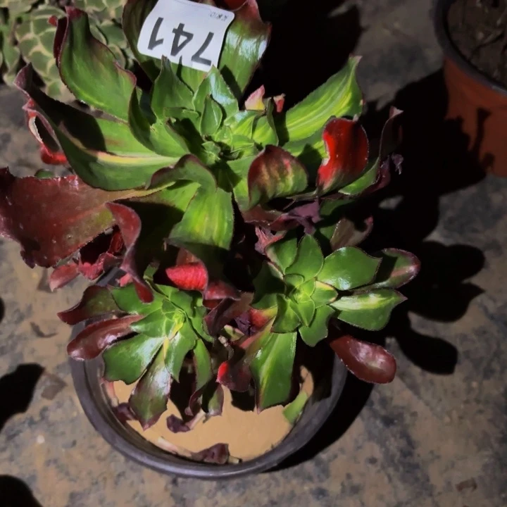 741魅影七彩多肉植物不售后