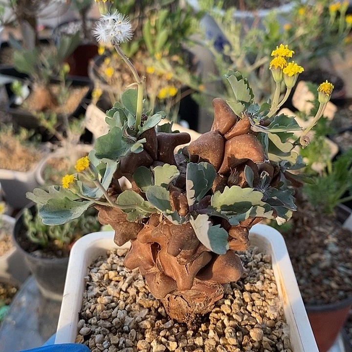 849蛮鬼塔带盆一一一一一一一