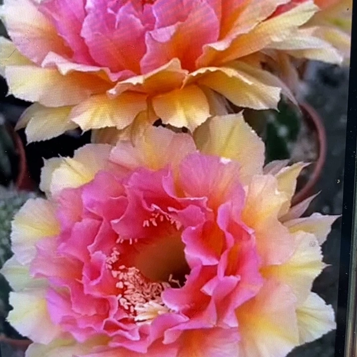 香香42号侧芽4公分左右