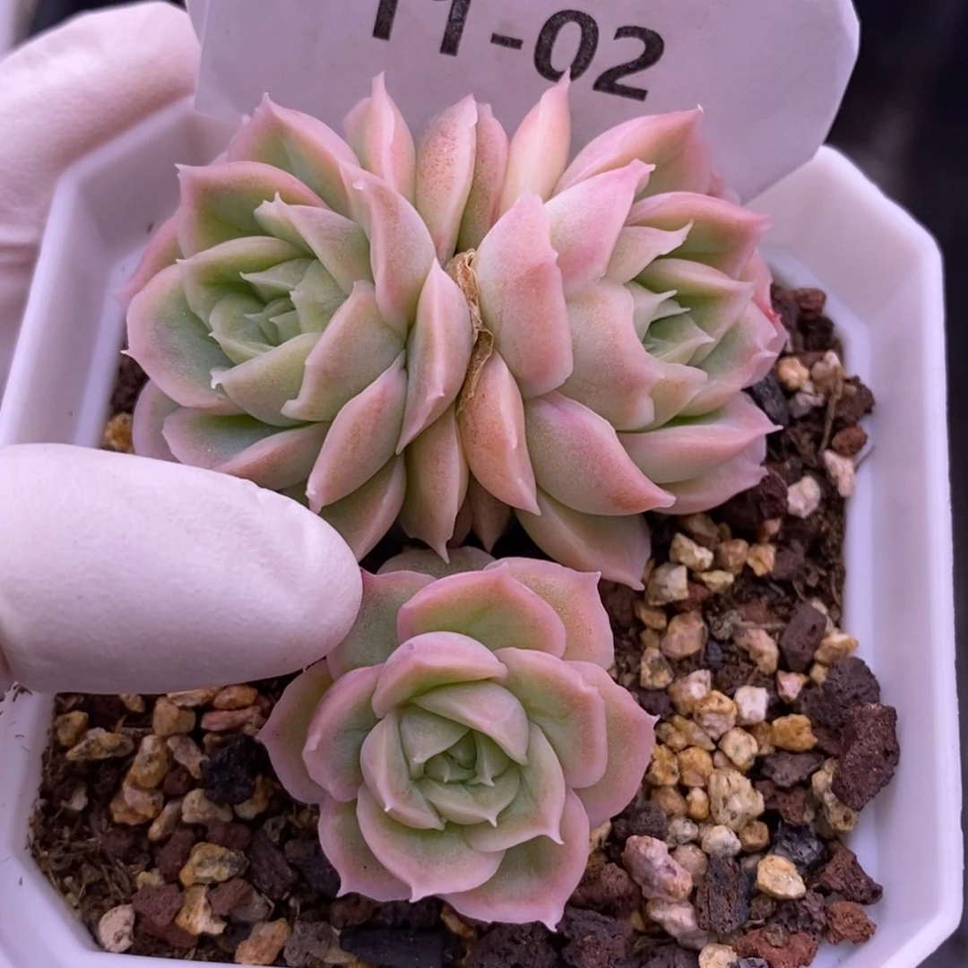 【闪购商品】11-02虾饺 散群