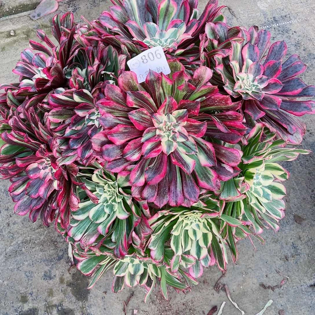 无花朵?****5多肉植物同花顺806